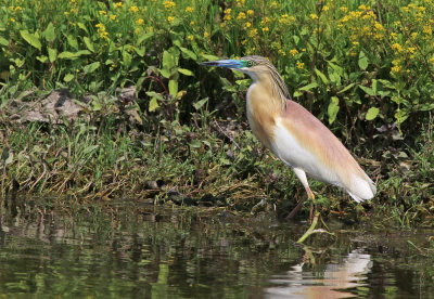 Squacco Heron (Ardeola ralloides)