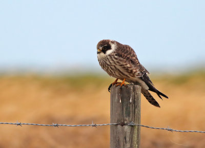 Red-footed Falcon - (Falco vespertinus) 