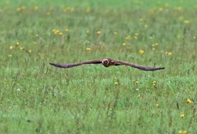 Pallid Harrier (Circus macrourus) 