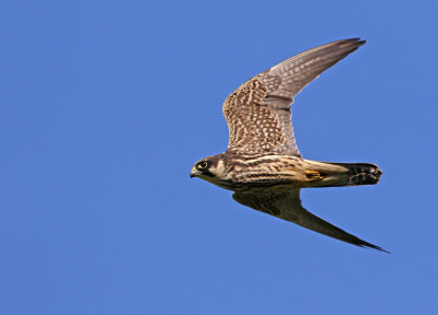 Eurasian Hobby (Falco subbuteo) 