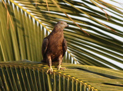 European Honey-buzzard (Pernis apivorus) 