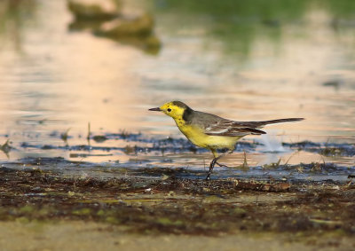 Citrine Wagtail (Motacilla citreola)