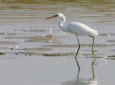 Western Reef-egret (Egretta gularis) 