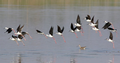 Black-winged Stilt (Himantopus himantopus) 