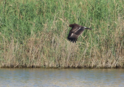 Greater Spotted Eagle (Clanga clanga)