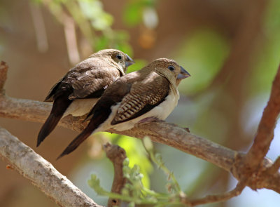 African Silverbill (Euodice cantans) 