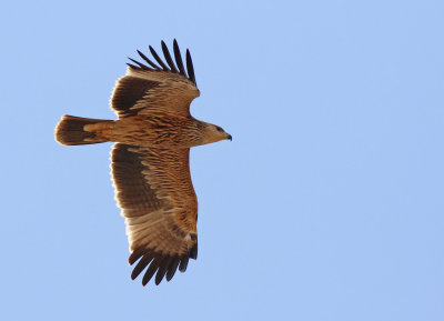 Eastern Imperial Eagle (Aquila heliaca)