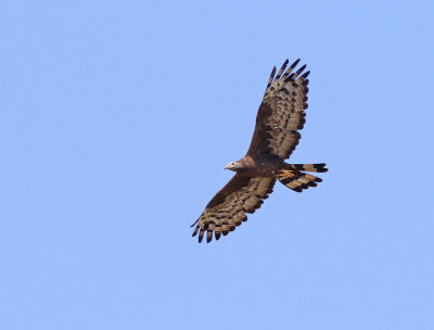 Oriental Honey-buzzard (Pernis ptilorhynchus) 