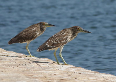 Black-crowned Night-herons (Nycticorax nycticorax)