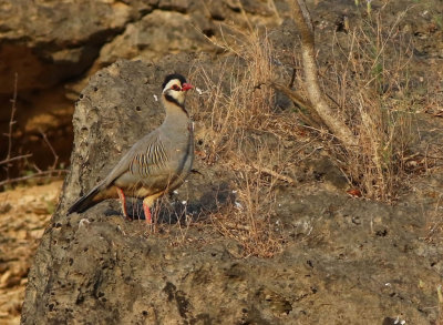 Arabian Partridge (Alectoris melanocephala)