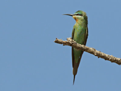 Blue-cheeked Bee-eater (Merops persicus)