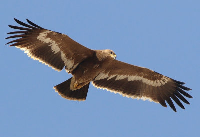 Steppe Eagle (Aquila nipalensis) 