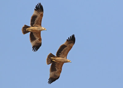 Eastern Imperial Eagle (Aquila heliaca)