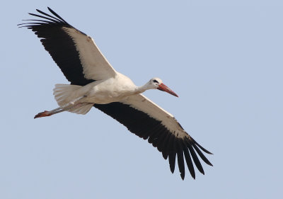 White Stork (Ciconia ciconia)