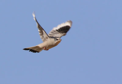 Hypocolius (Hypocolius ampelinus)