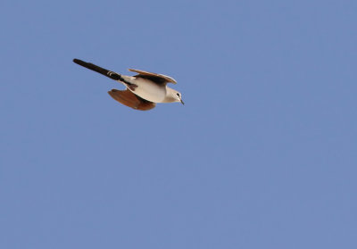 Namaqua Dove (Oena capensis) 