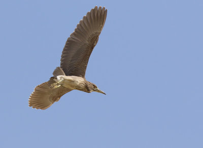 Black-crowned Night-heron (Nycticorax nycticorax)