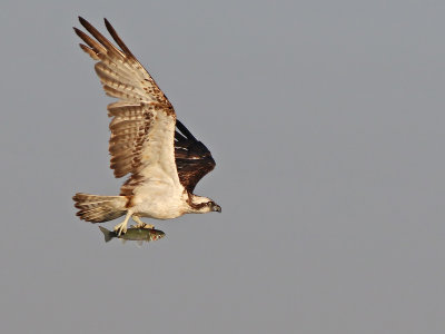 Osprey (Pandion haliaetus)