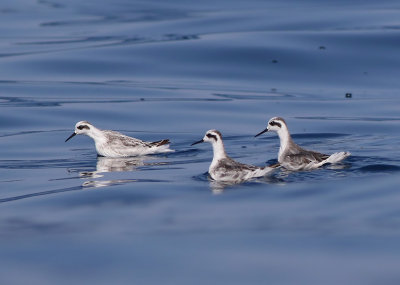 Red-necked Phalarope (Phalaropus lobatus)  