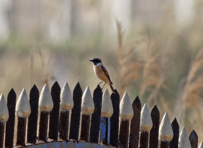 Siberian Stonechat (Saxicola maurus)