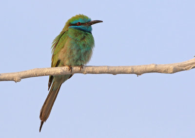 Asian Green Bee-eater (Merops orientalis)