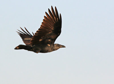Fan-tailed Raven (Corvus rhipidurus) 