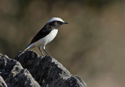 Arabian Wheatear (Oenanthe lugentoides)