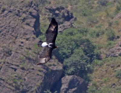 Verreaux's Eagle (Aquila verreauxii) 