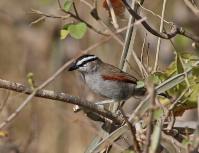 Black-crowned Tchagra (Tchagra senegalus)