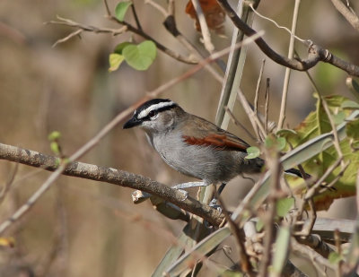 Black-crowned Tchagra (Tchagra senegalus) 