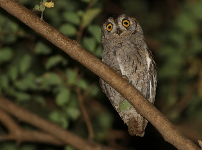 Arabian Scops-owl (Otus pamelae)