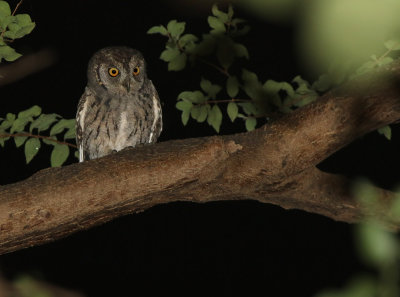 Arabian Scops-owl (Otus pamelae)