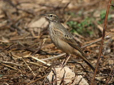 Long-billed Pipit (Anthus similis) 