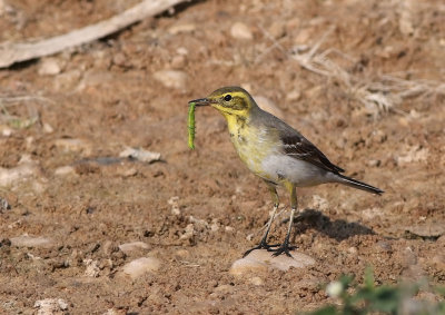 Citrine Wagtail (Motacilla citreola)