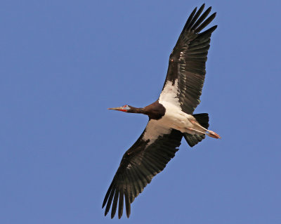 Abdim's Stork (Ciconia abdimii) 