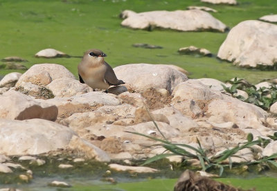 Little Pratincole (Glareola lactea) 