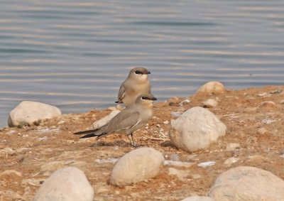 Little Pratincole (Glareola lactea) 