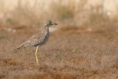 Spotted Thick-knee (Burhinus capensis)