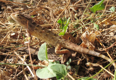 Oriental Garden Lizard (Calotes versicolor)