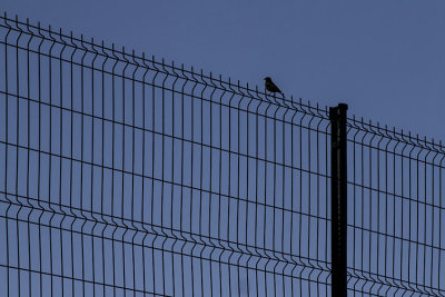 Libre
