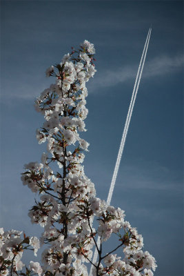 Japan Airlines