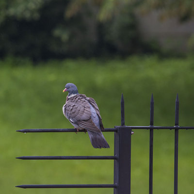 Pigeon ramier du jardin