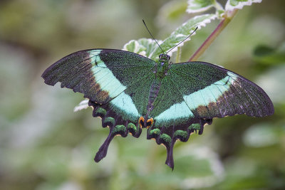 Papillon vert