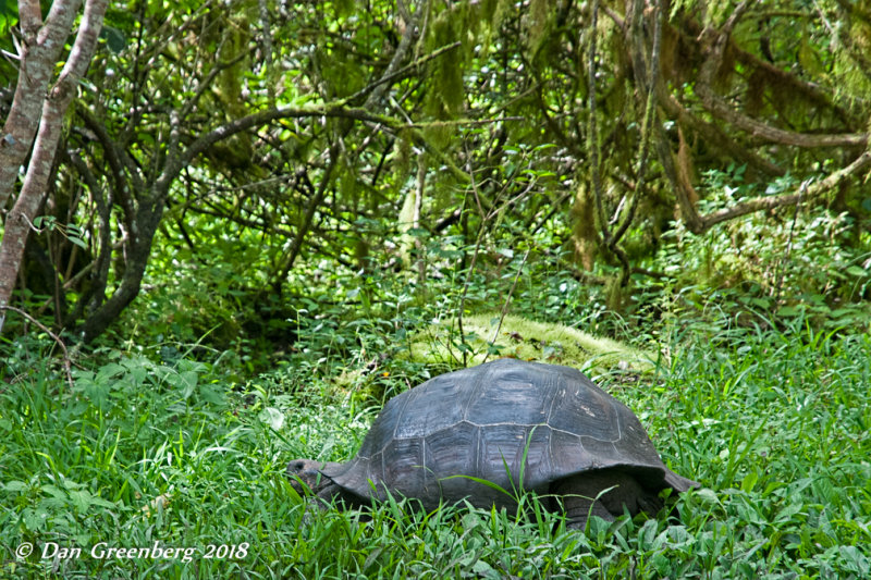 Galapagos Giant Tortois
