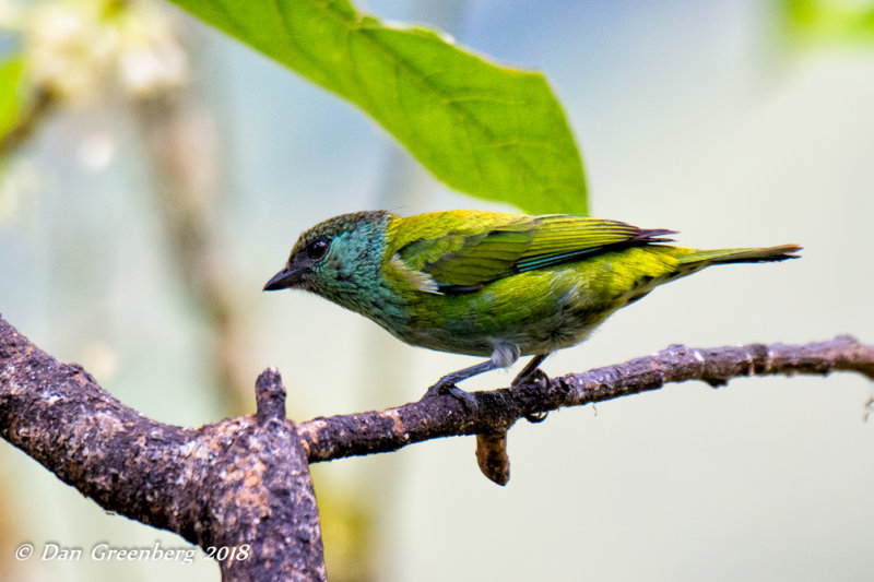 Black-capped Tanager (Female)