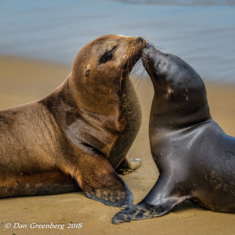 A Kiss on the Beach