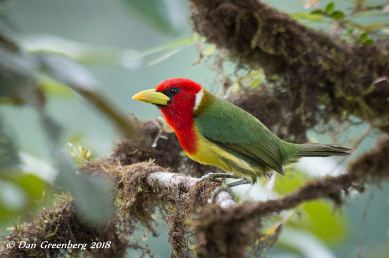 Red-headed Barbet (Male)
