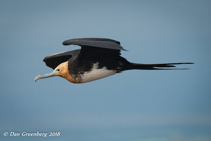 Great Frigatebird - Juvenile