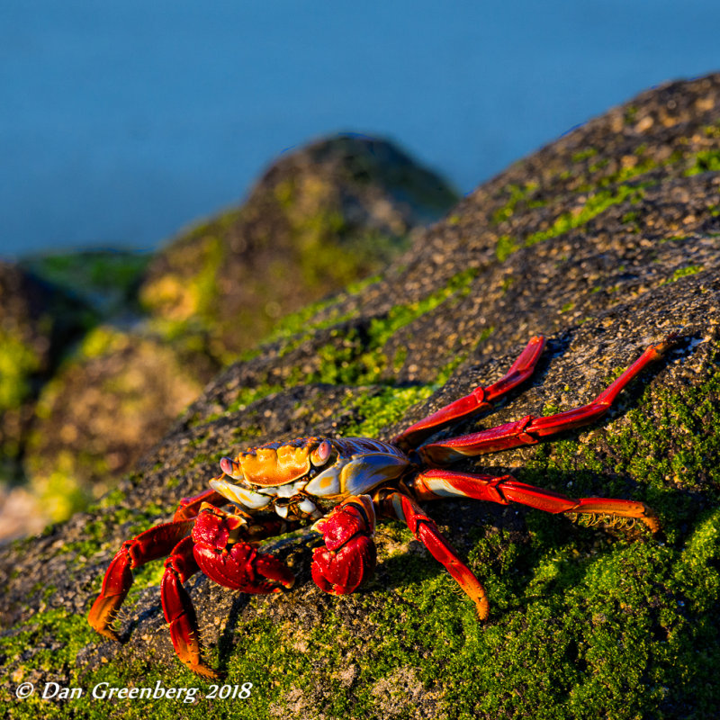 Sally Lightfoot Crab on Algae Covered Lava