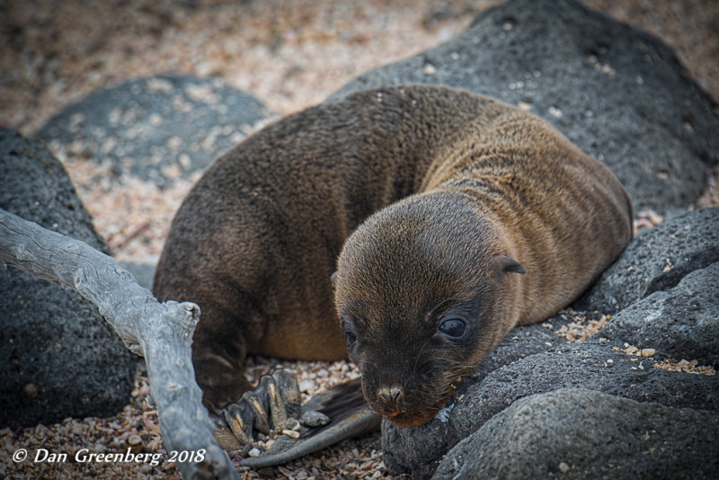 Baby Galapagos Sea Lion 